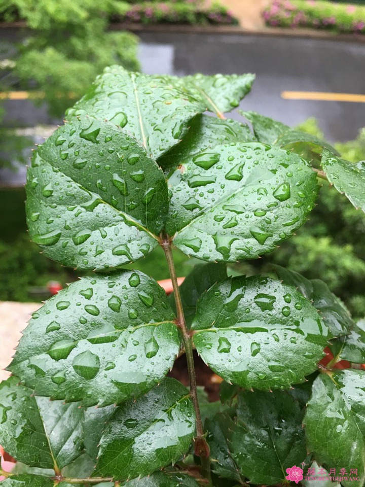 芳香王阳台月季 芳香王阳台月季