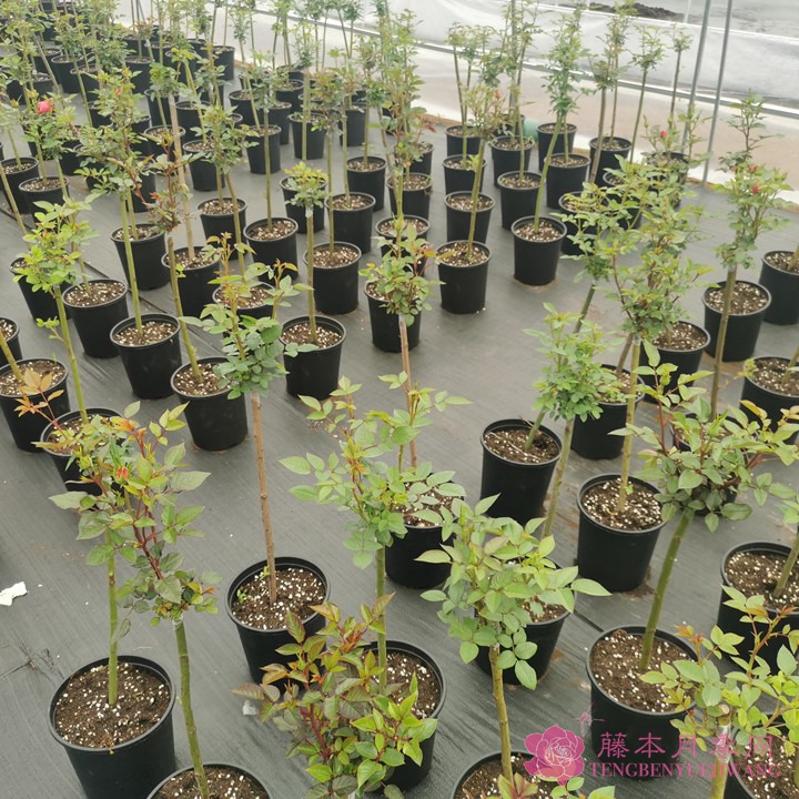 棒棒糖月季基地批发价格 棒棒糖月季基地批发价格