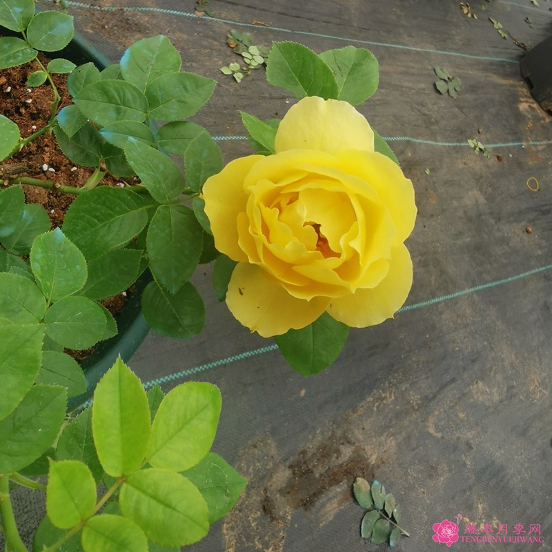 纪念马塞尔普鲁斯特 纪念马塞尔普鲁斯特Souvenir de Marcel Proust