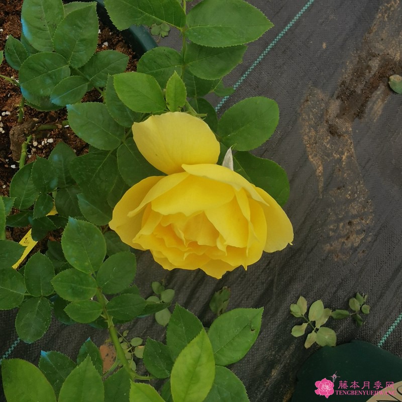 纪念马塞尔普鲁斯特 纪念马塞尔普鲁斯特Souvenir de Marcel Proust