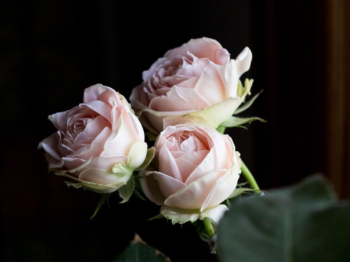 草地浪漫Lea Romantica 草地浪漫Lea Romantica