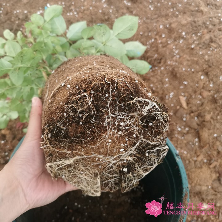如何判断月季需要换盆了? 如何判断月季需要换盆了?