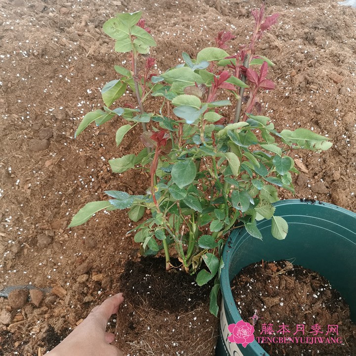 如何判断月季需要换盆了? 如何判断月季需要换盆了?