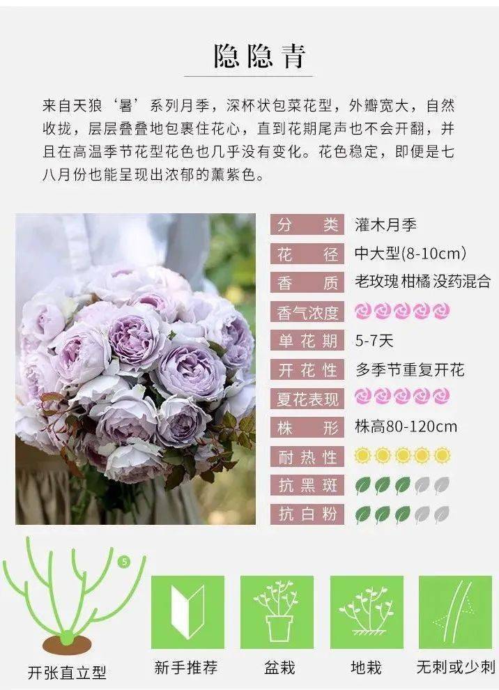 隐隐青 隐隐青