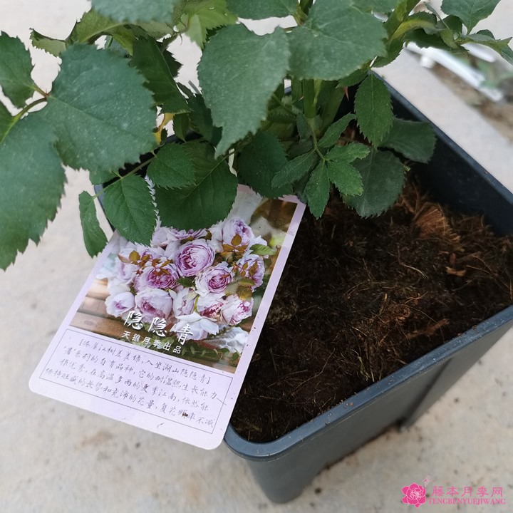 隐隐青月季到货图赏 隐隐青月季到货图赏