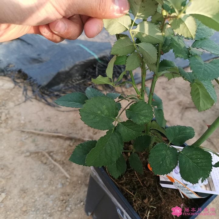 隐隐青月季到货图赏 隐隐青月季到货图赏