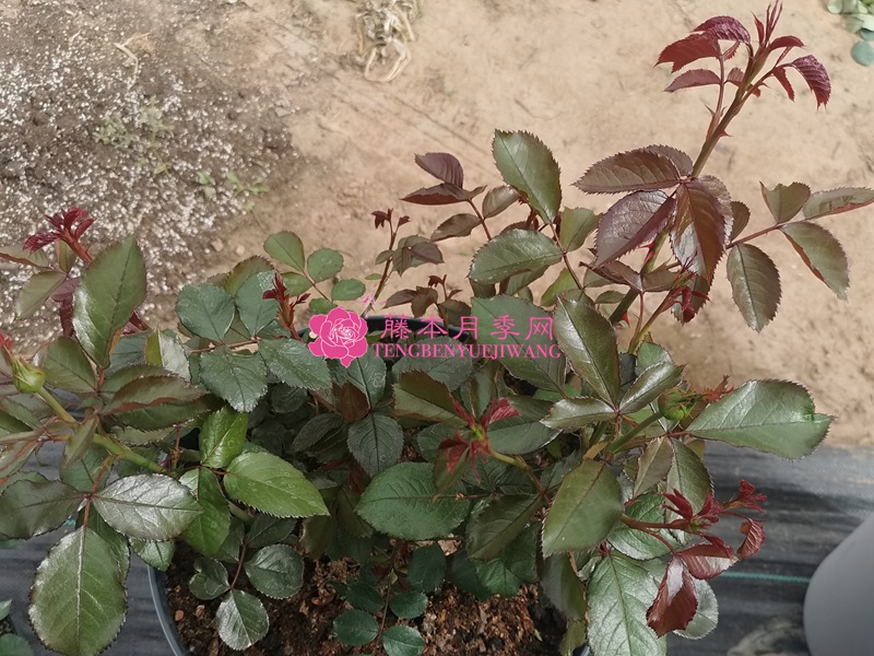 月季蓝莓蛋糕开箱及种植方法分享 月季蓝莓蛋糕开箱及种植方法分享