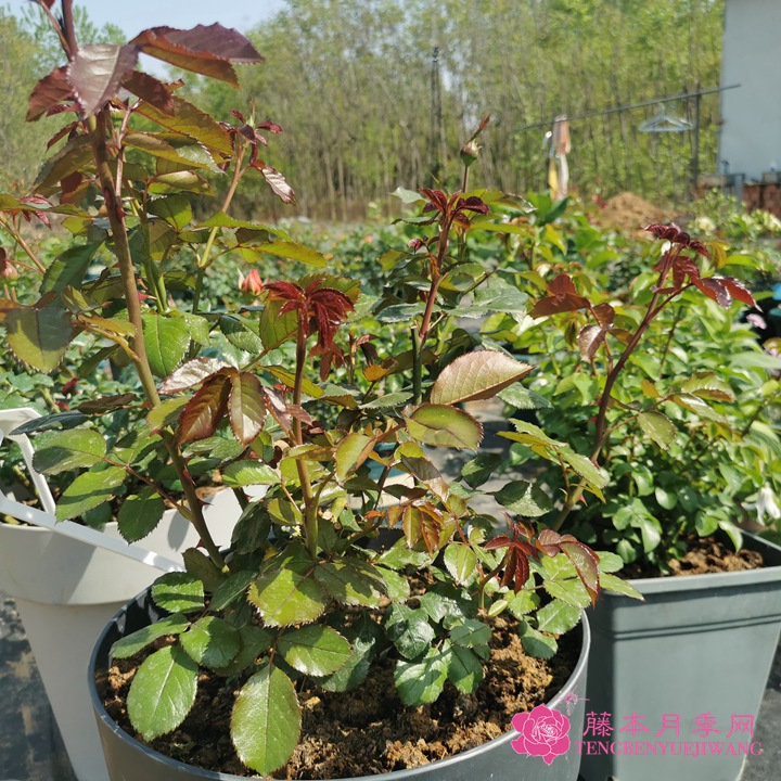 如何养好月季花? 如何养好月季花?