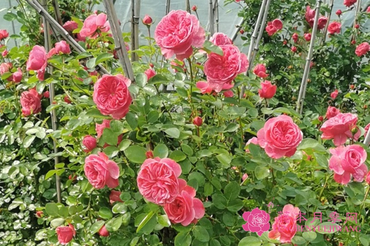 如何养好月季花? 如何养好月季花?