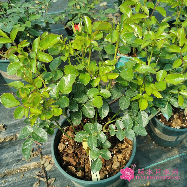 如何养好月季花? 如何养好月季花?
