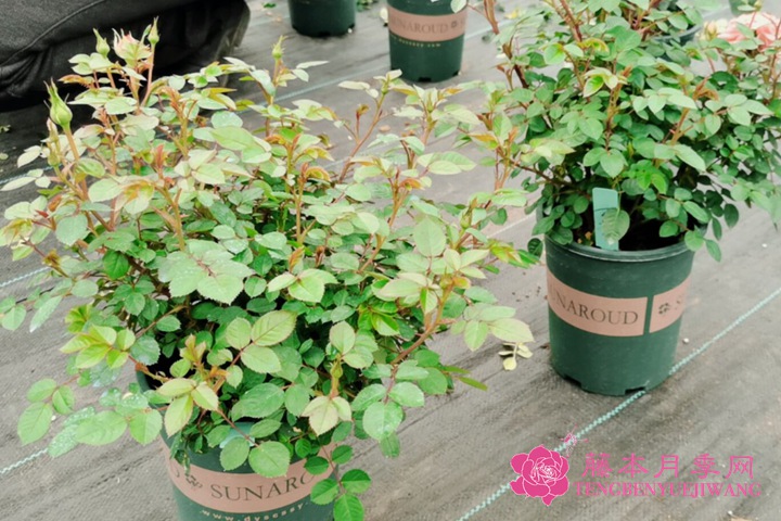 如何养好月季花? 如何养好月季花?