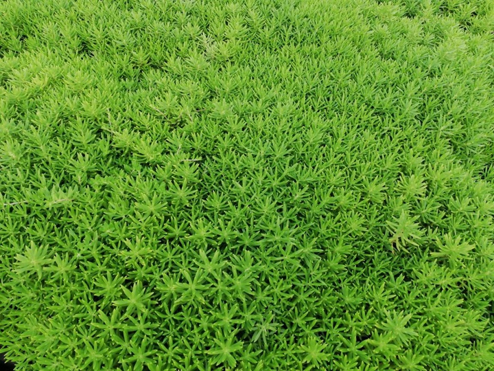 佛甲草它有哪些优点? 佛甲草它有哪些优点?