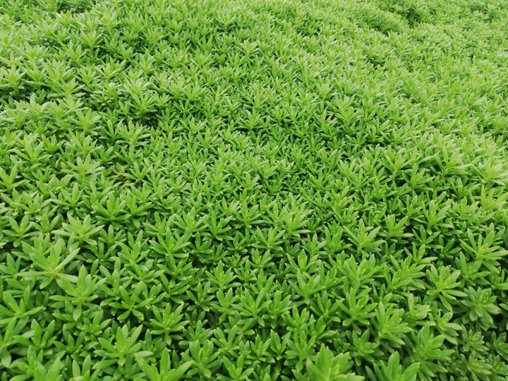 佛甲草怎么种? 佛甲草怎么种?