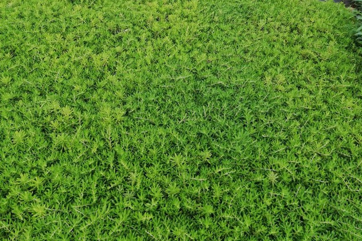 佛甲草价格是多少? 佛甲草价格是多少?