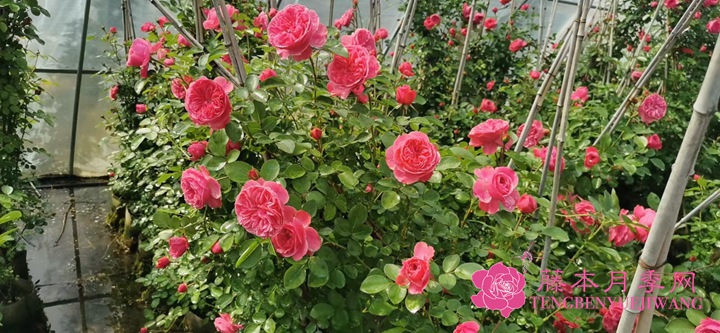 粉色达芬奇 粉色达芬奇