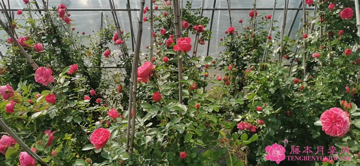 粉色达芬奇 粉色达芬奇