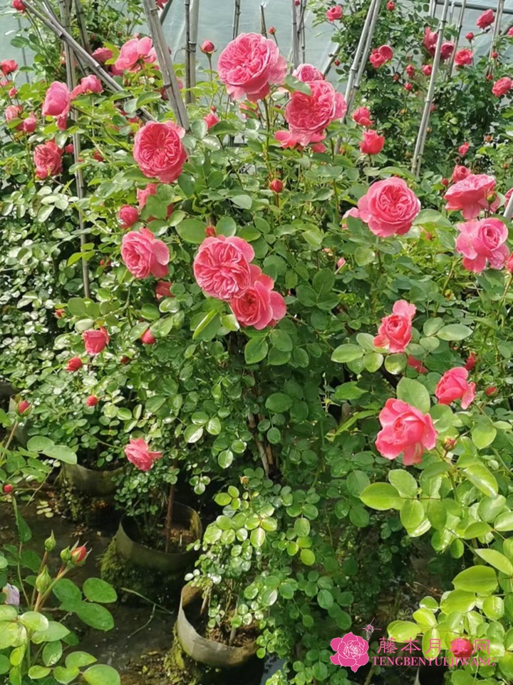 粉色达芬奇 粉色达芬奇