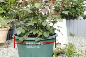 如何快速打造藤本月季花墙？