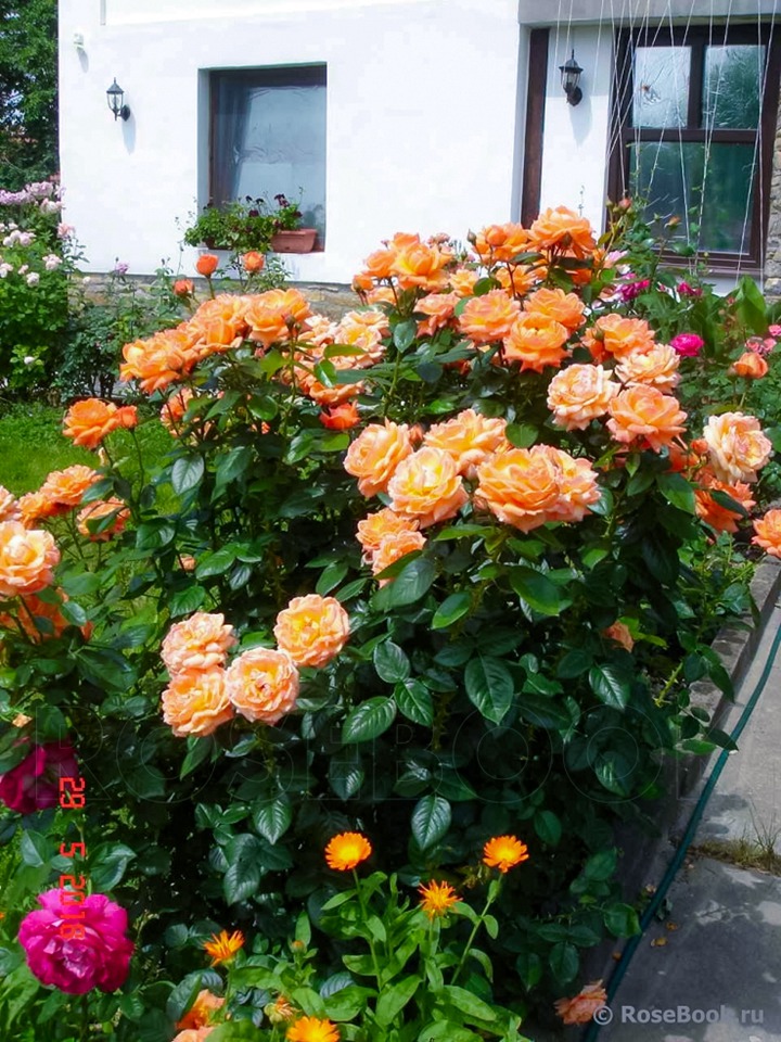 橘子酱女郎 Lady Marmalade 橘子酱女郎 Lady Marmalade