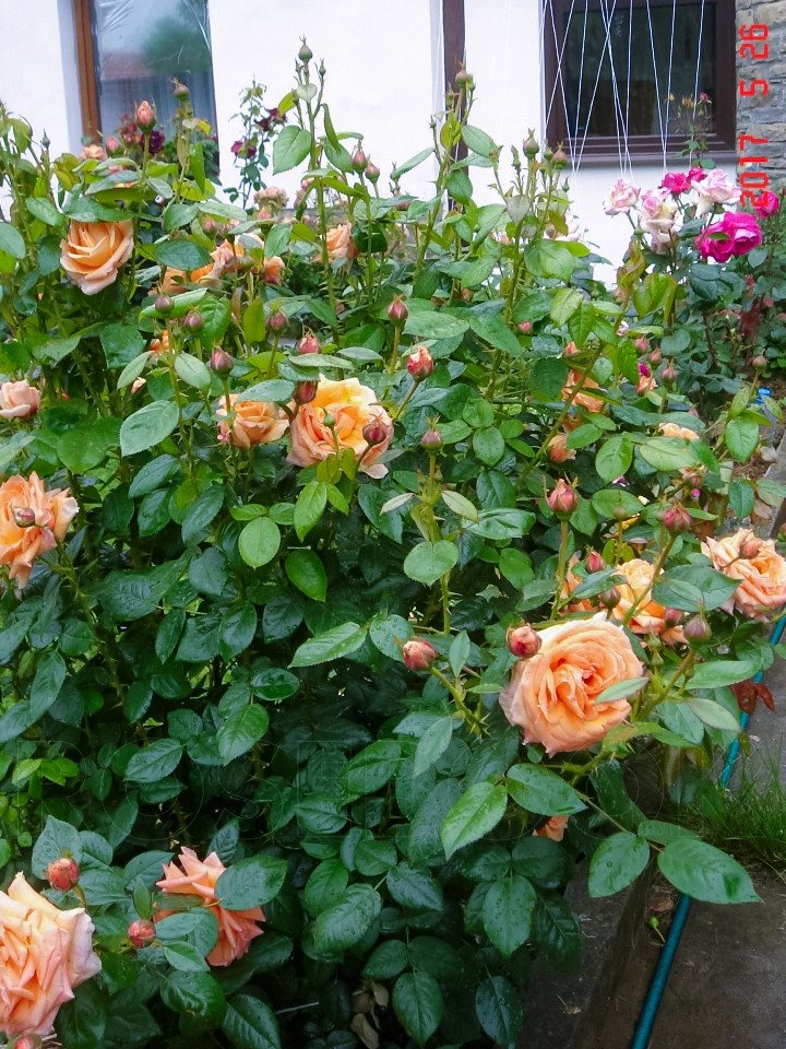 橘子酱女郎 Lady Marmalade 橘子酱女郎 Lady Marmalade