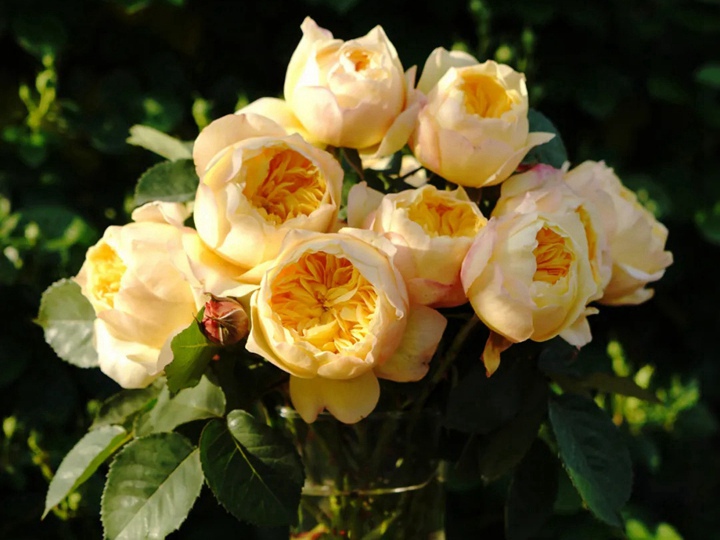 雀啾 雀啾