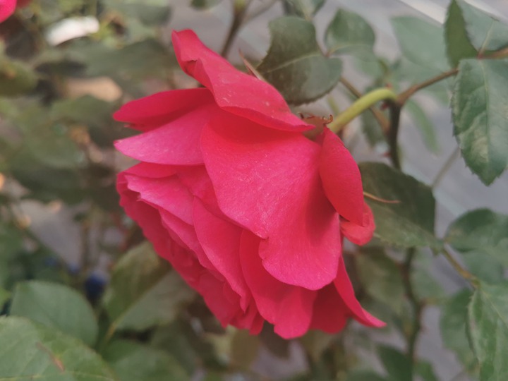 伏旧园之花 伏旧园之花