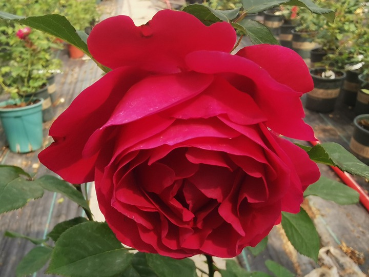 伏旧园之花 伏旧园之花