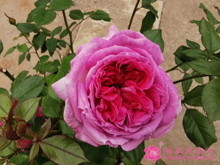 蓝莓蛋糕月季 蓝莓蛋糕月季