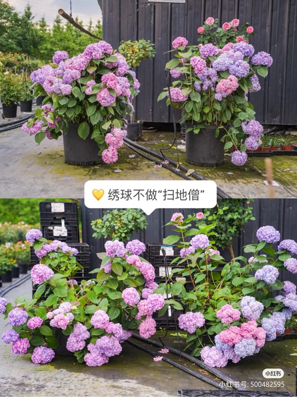 绣球花如何养护才能不垂头 绣球花如何养护才能不垂头