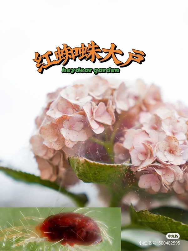 养啥啥不行,养红蜘蛛第一名 养啥啥不行,养红蜘蛛第一名