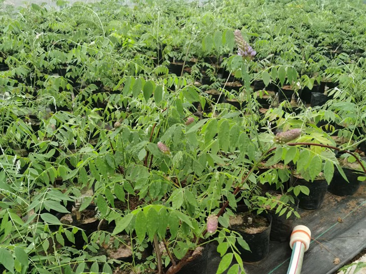 紫水晶紫藤 紫水晶紫藤