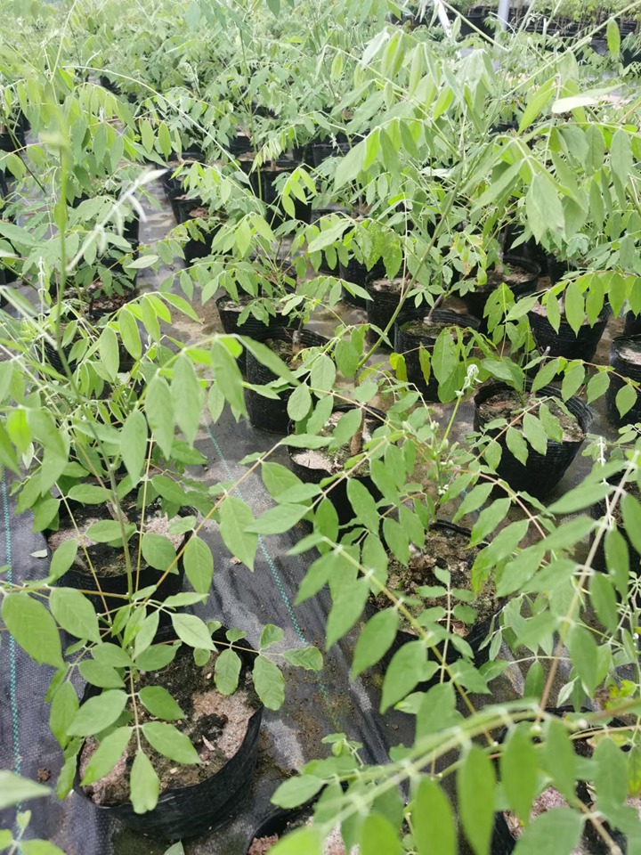 紫水晶紫藤 紫水晶紫藤