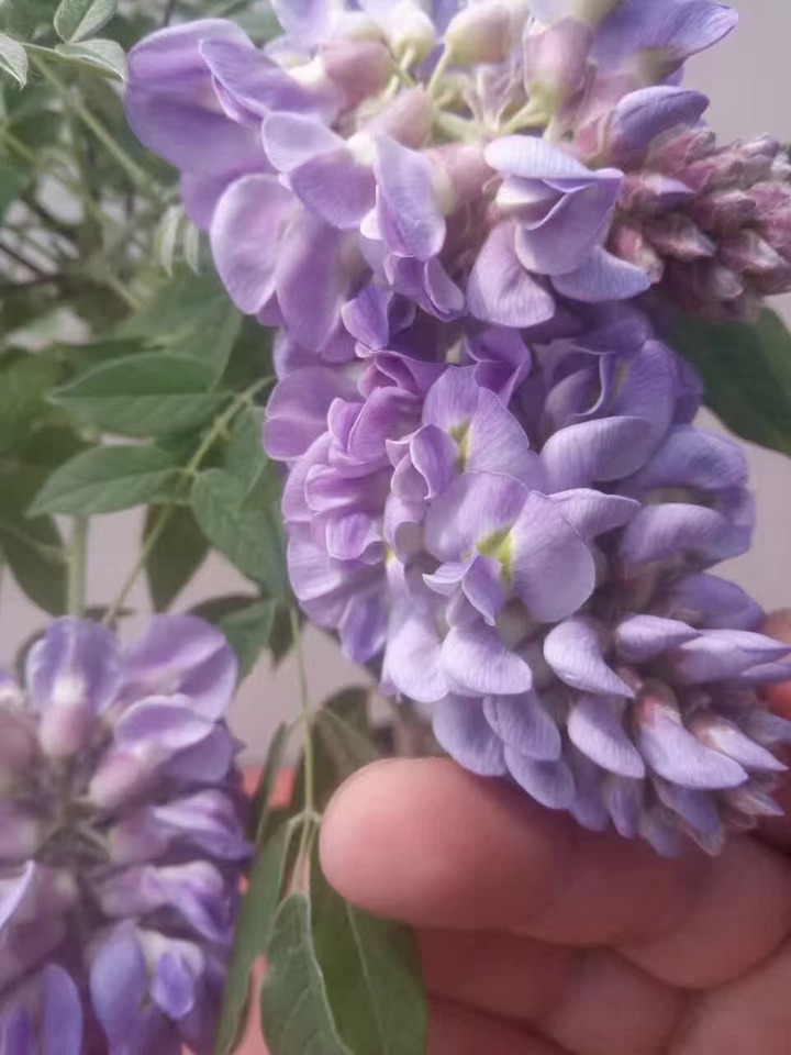 紫水晶紫藤 紫水晶紫藤