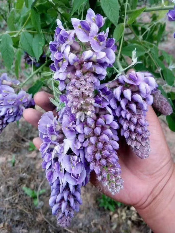 紫水晶紫藤 紫水晶紫藤