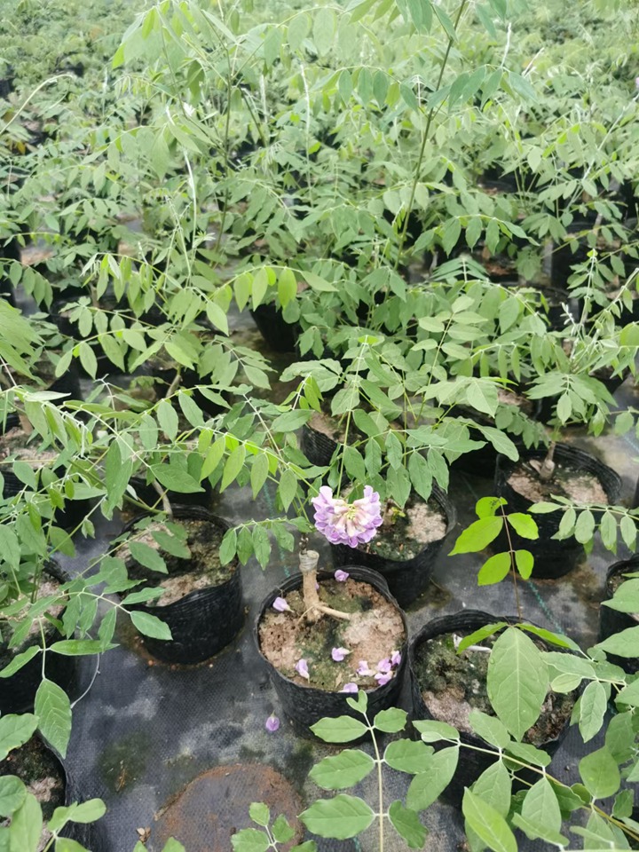 紫水晶紫藤 紫水晶紫藤