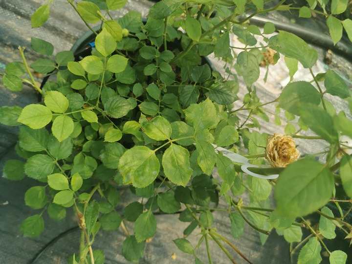 月季仙路种植体验 月季仙路种植体验