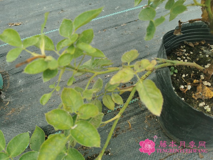 月季红蜘蛛预防治理方法大全 月季红蜘蛛预防治理方法大全