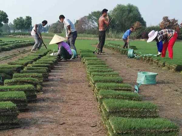 狗牙根草坪 狗牙根草坪