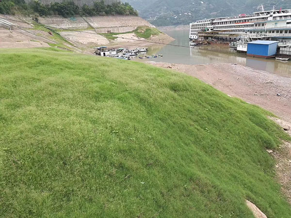 狗牙根草坪 狗牙根草坪