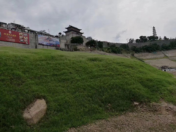 狗牙根草坪 狗牙根草坪