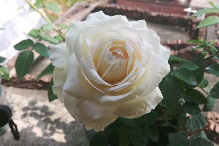 美雪公主 美雪公主