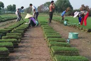 狗牙根草坪种子价格_种植方法