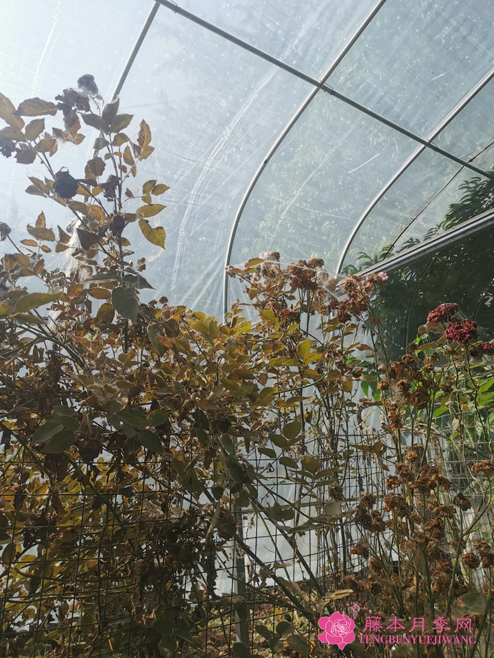 月季感染红蜘蛛不管会死吗? 月季感染红蜘蛛不管会死吗?