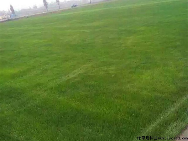 狗牙根草坪.jpg 狗牙根草坪.jpg