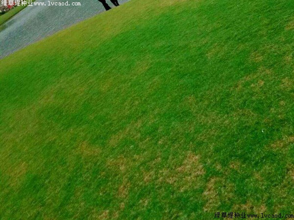 狗牙根草坪.jpg 狗牙根草坪.jpg