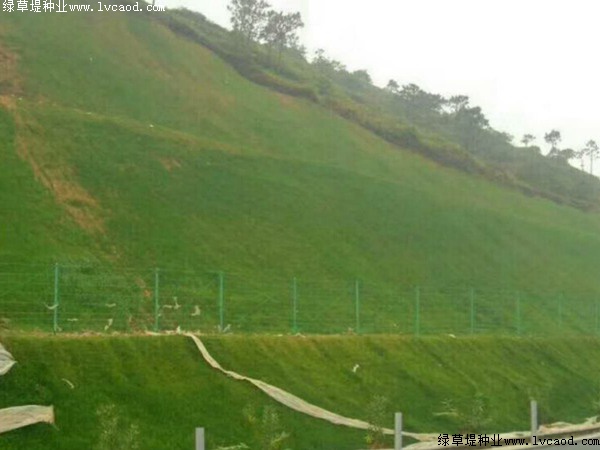 狗牙根草坪.jpg 狗牙根草坪.jpg