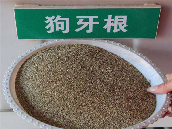狗牙根草籽的播种方法及注意事项 狗牙根草籽的播种方法及注意事项