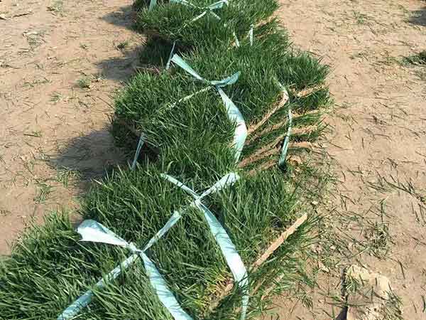 冷季型草坪高羊茅图片 冷季型草坪高羊茅图片