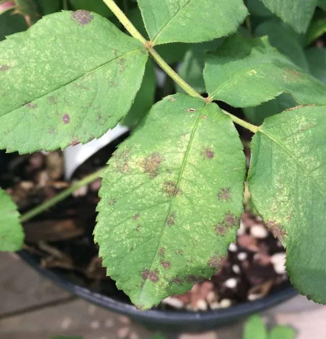 红蜘蛛 红蜘蛛