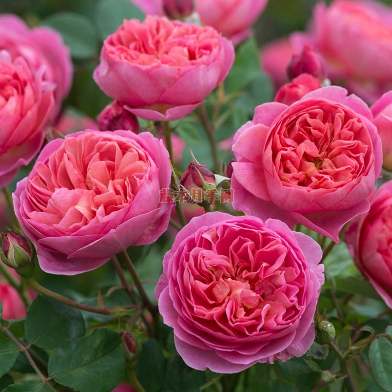 花朵一直打不开怎么办? 花朵一直打不开怎么办?